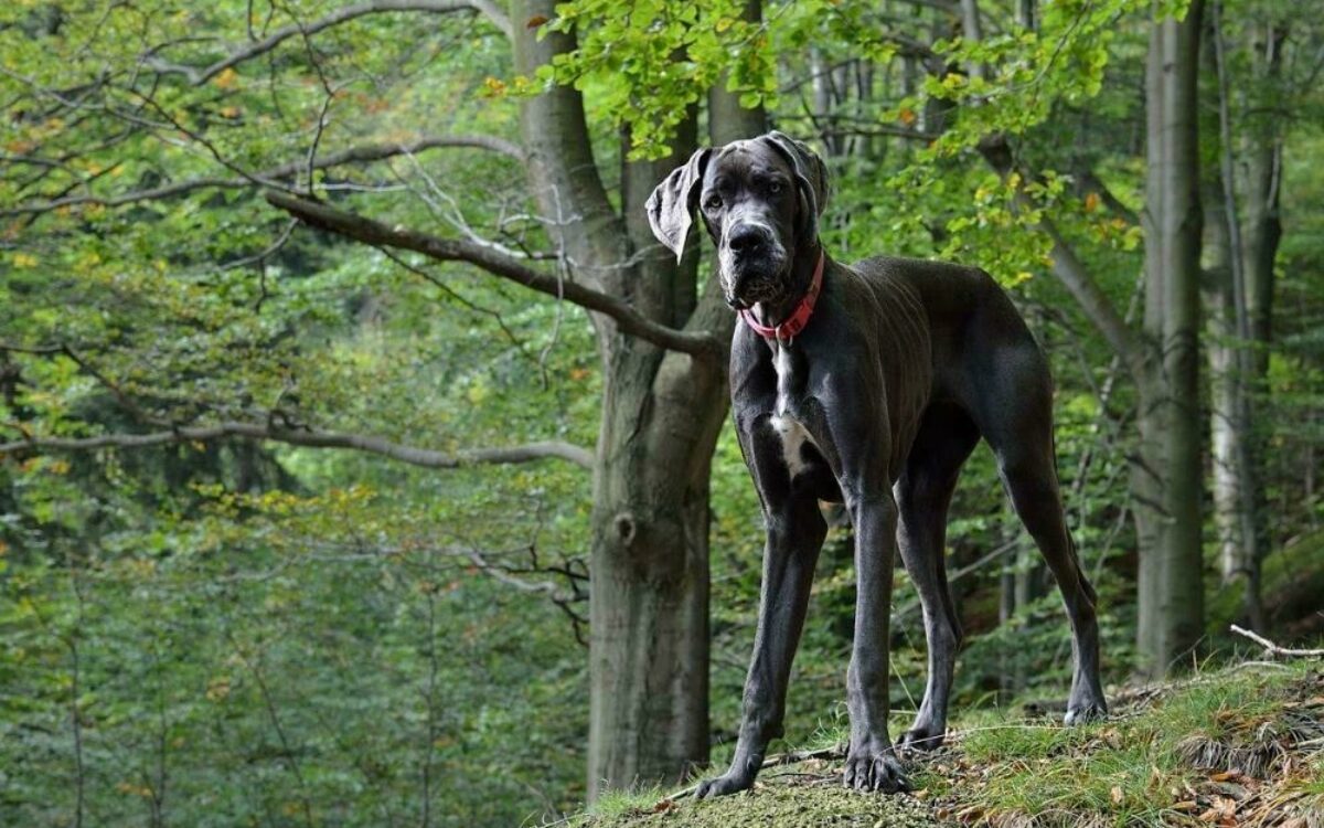 1606211817deutsche dogge hund pixabay 1606211817deutsche dogge hund pixabay